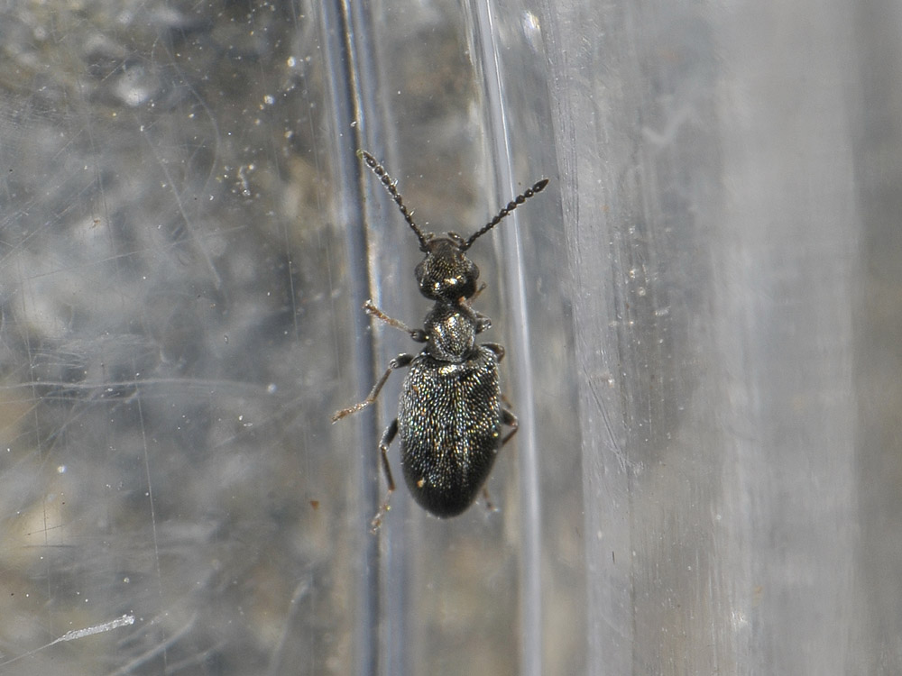 Microhoria plumbea - Anthicidae